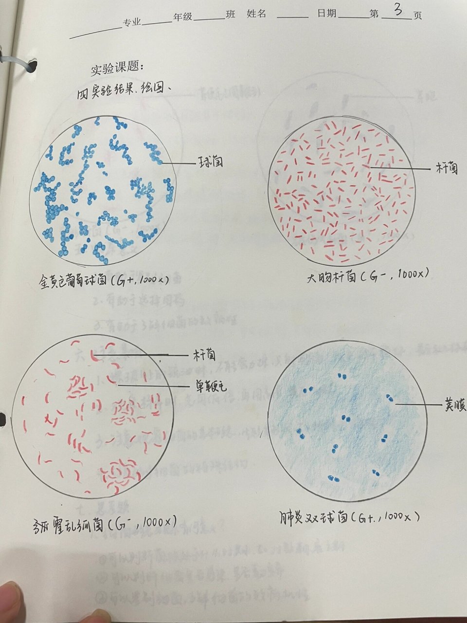 大肠埃希菌 手绘图图片