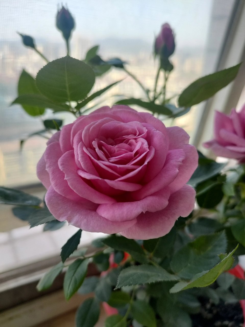 月季品种淑女 去年购于缤纷育种家,那种一盆多棵的扦插苗,都说这种多