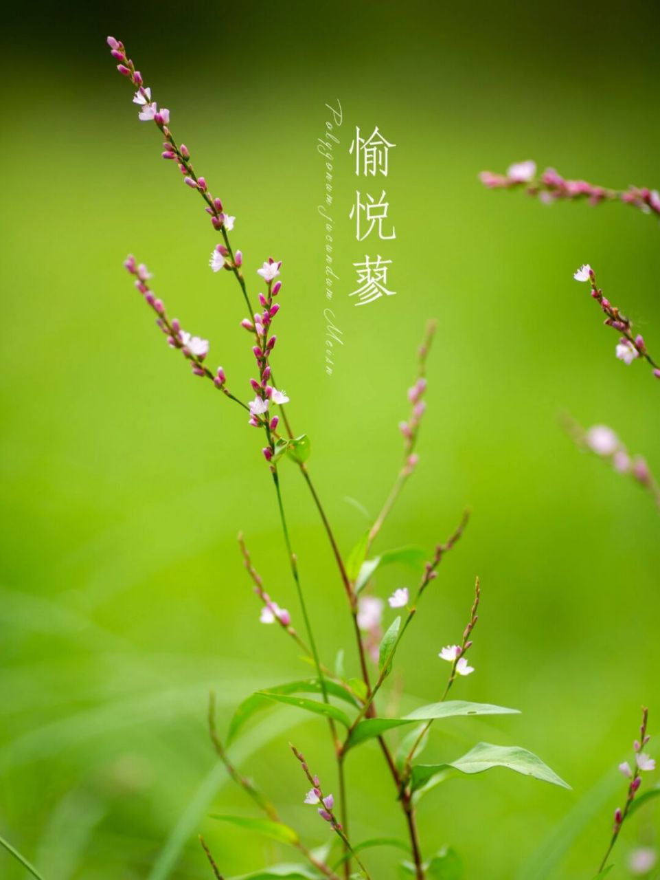 愉悦蓼 蓼岸风多橘柚香, 江边一望楚长天.