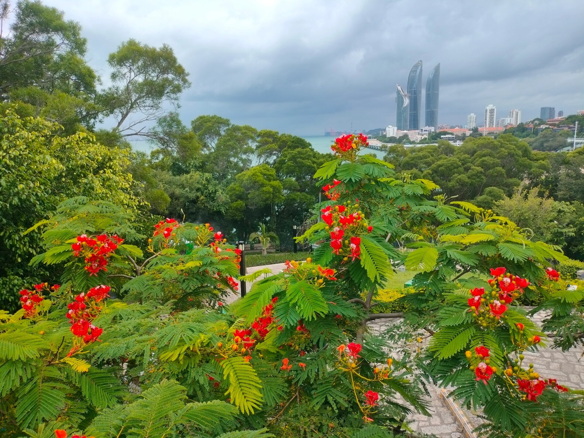 厦门市花‖凤凰花开