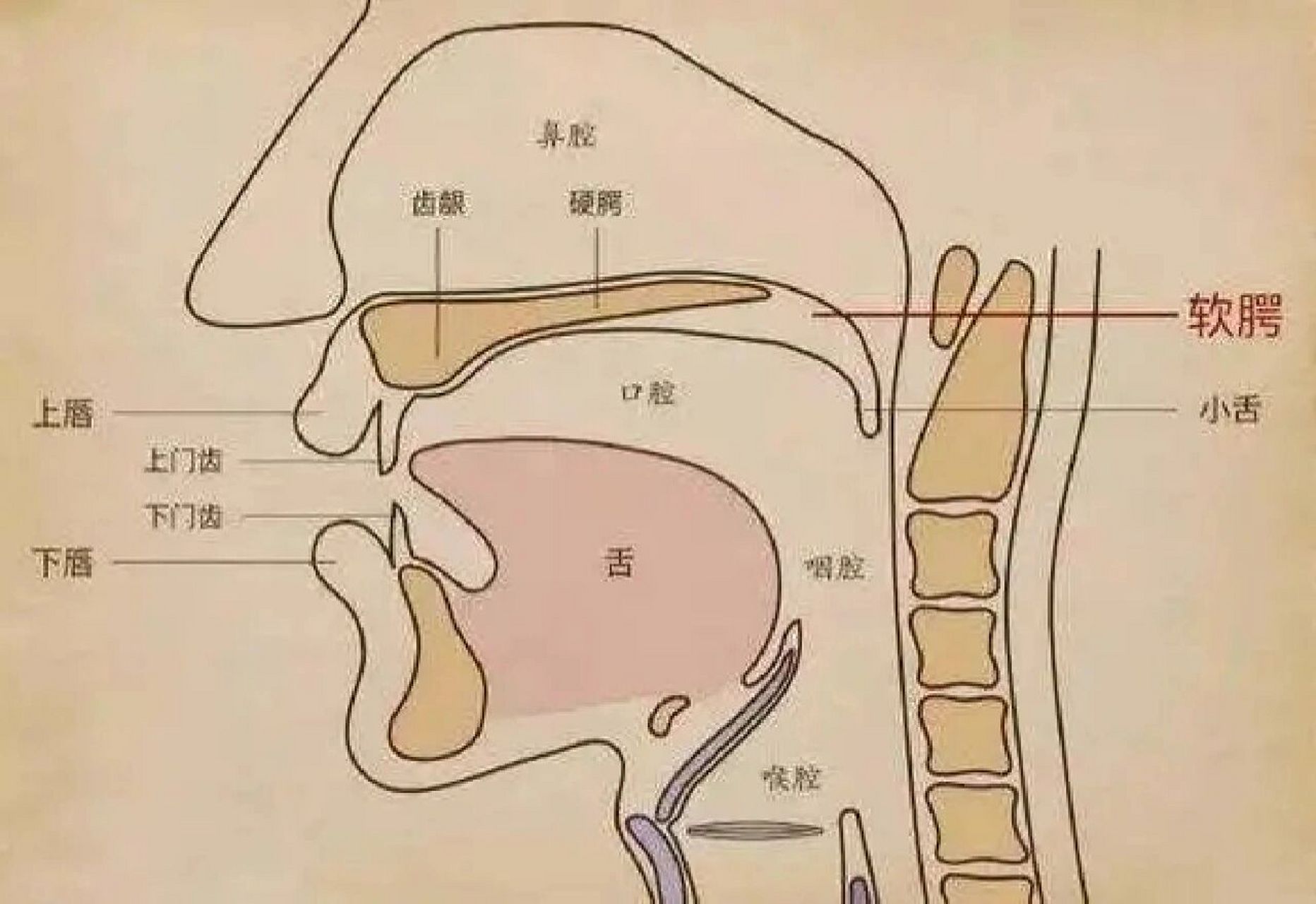 怎么挺软腭图片