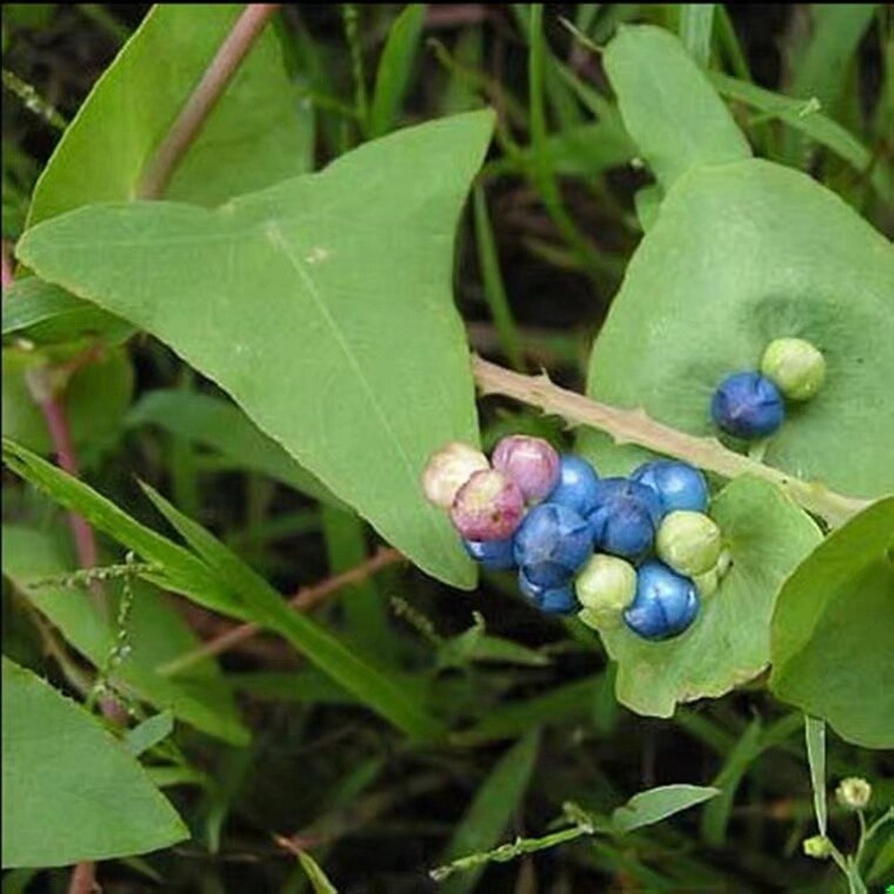 草药阿公眼藤图片