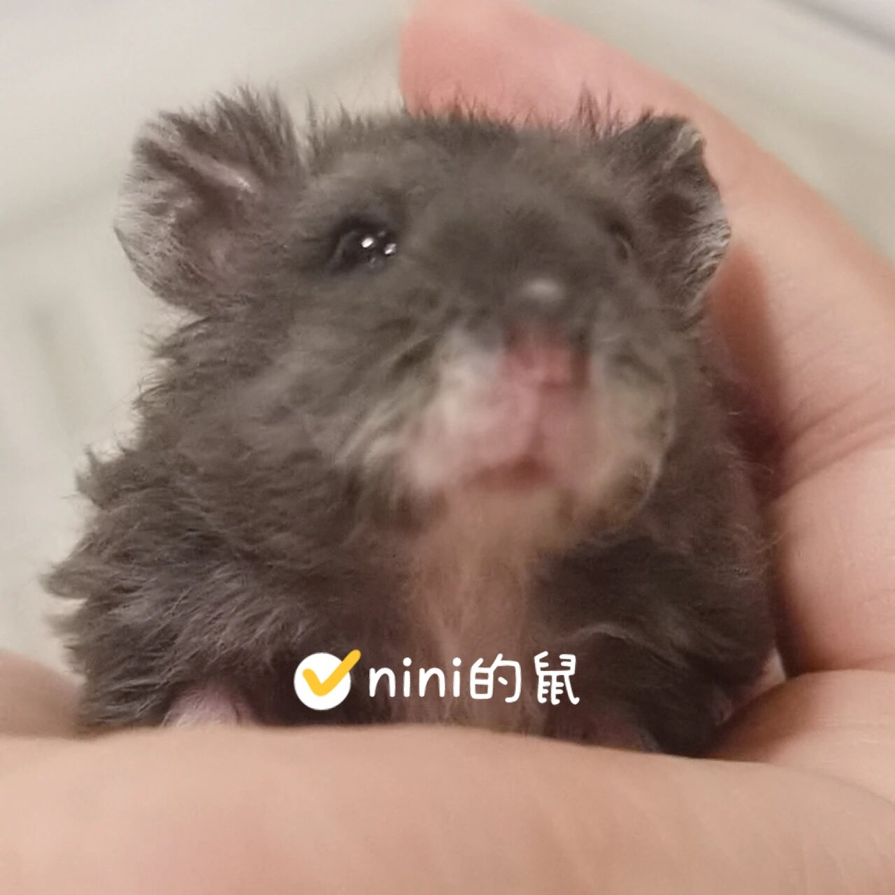 一线卷毛坎贝尔仓鼠‖黑色在它身上可真帅气