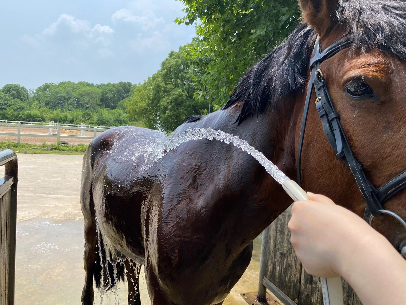 马术l这匹齐刘海的马儿有点个性呐 这匹看起来有点大脑袋不聪明样子的