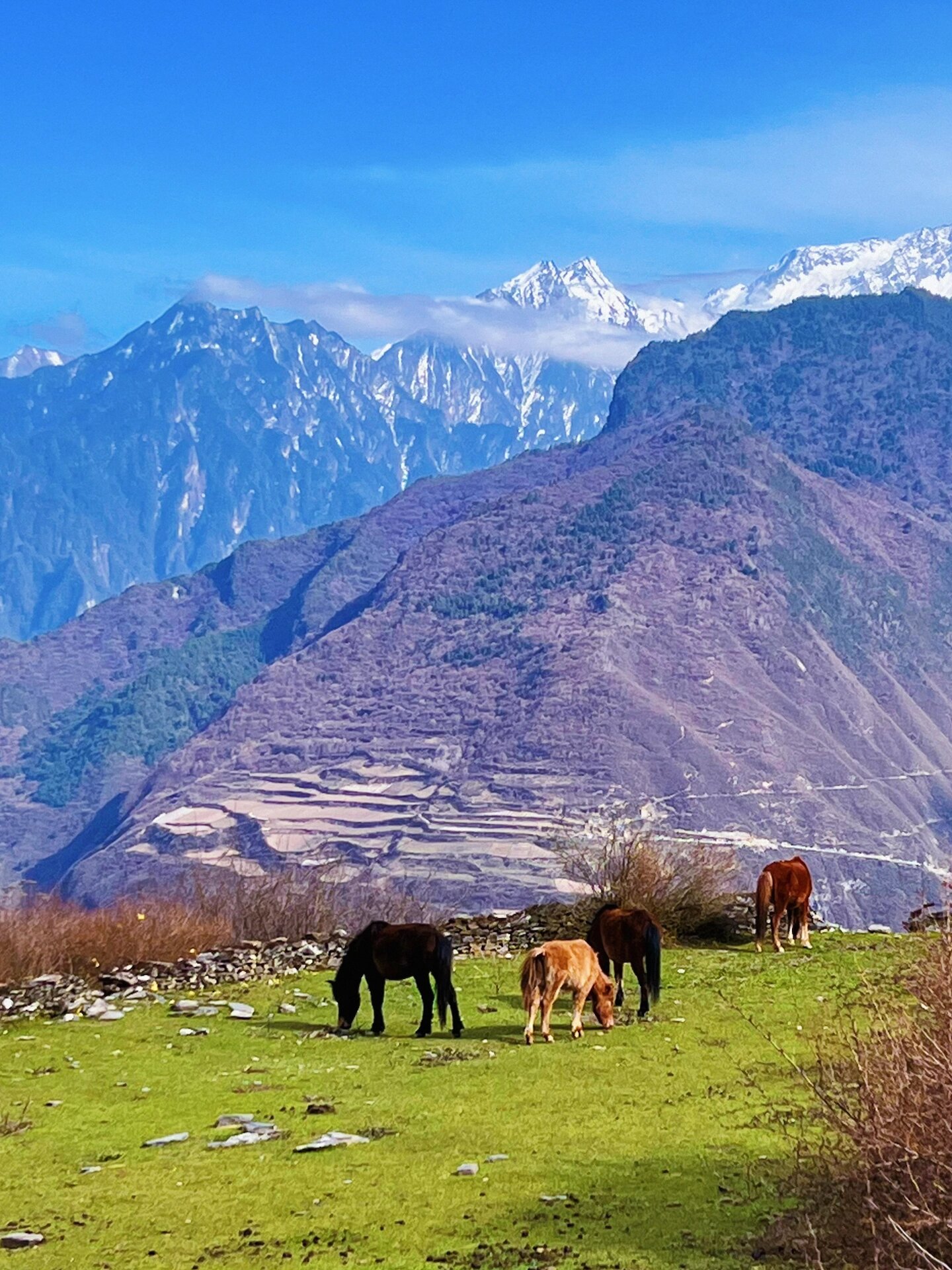 阿坝秘境 | 这才是名副其实的浮云牧场吧75