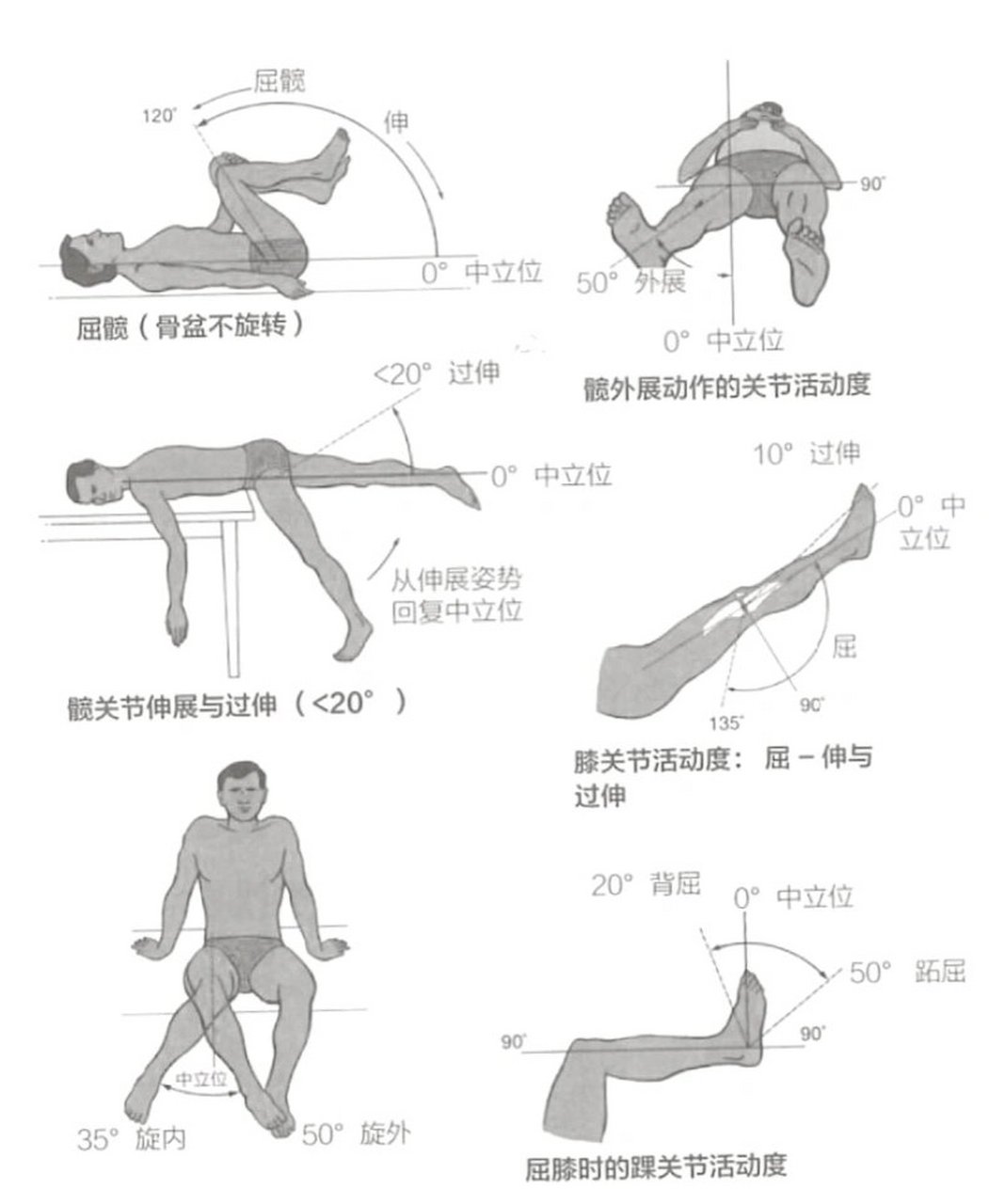 髋关节屈伸运动图解图片