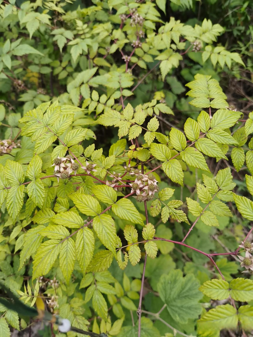 红藨刺藤结果了,路边上随处可见此植物. 红藨刺藤是蔷薇科悬钩子属植