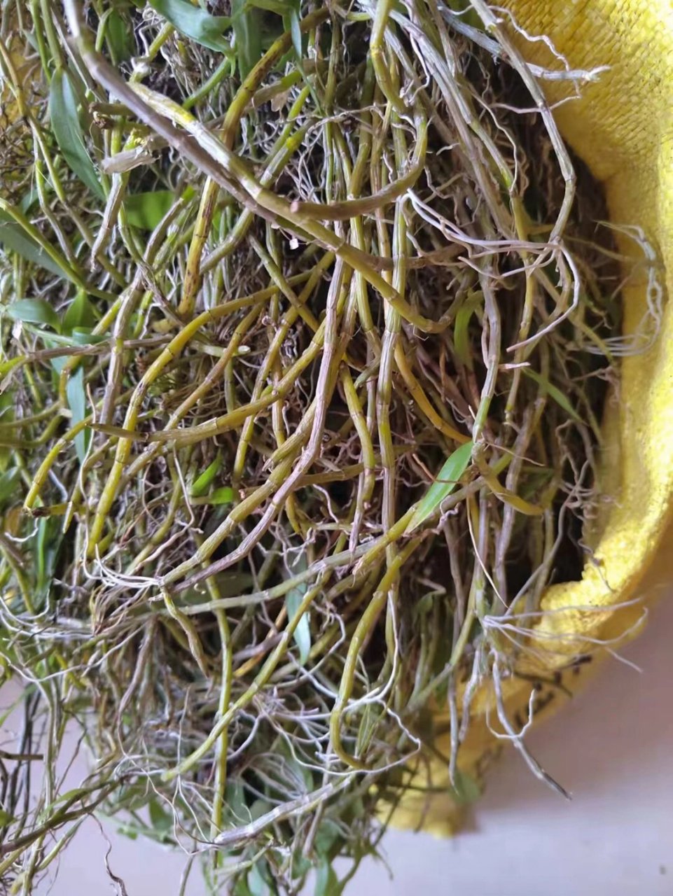 环草石斛附生于树上或林下岩石上,性味甘,微寒,可生津益胃;滋阴清热