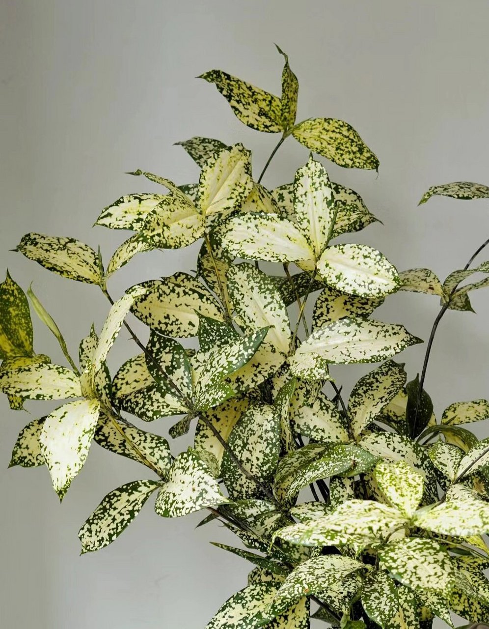 【星点木】的斑驳疏影,摇叶婆娑之美 又名"虎斑木""星点千年木",原产