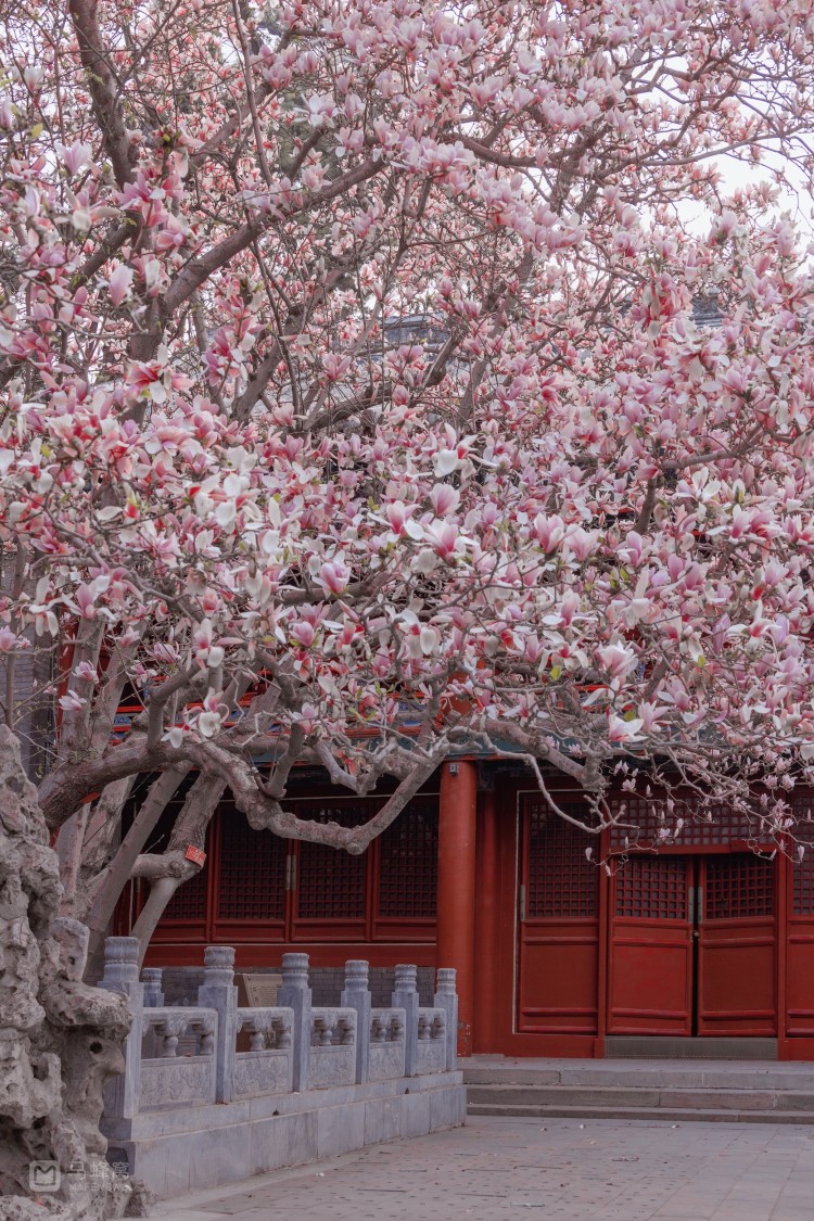 春有约,花不负|潭柘寺二乔玉兰