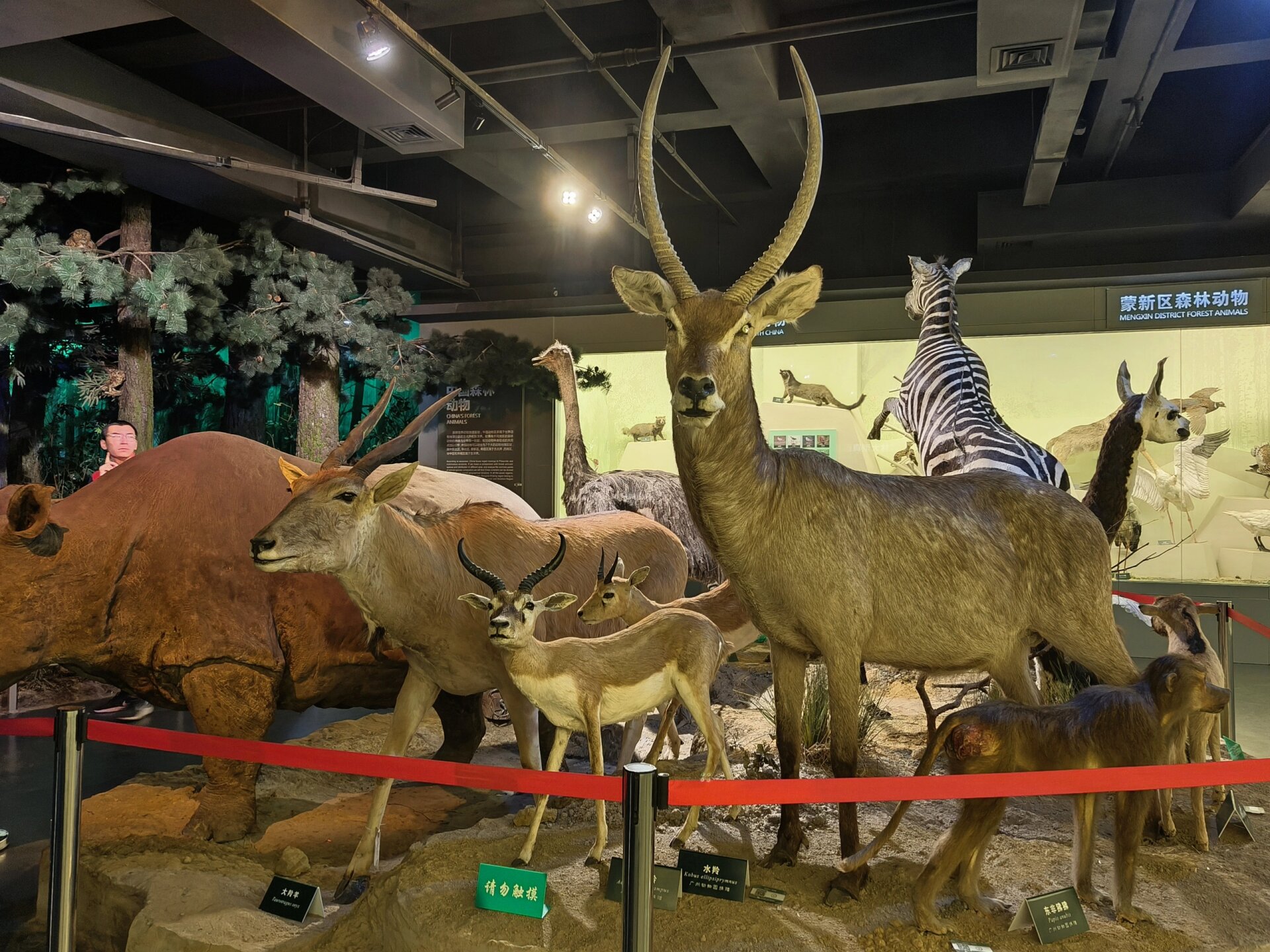 16 哈尔滨东北林业大学森林博物馆98