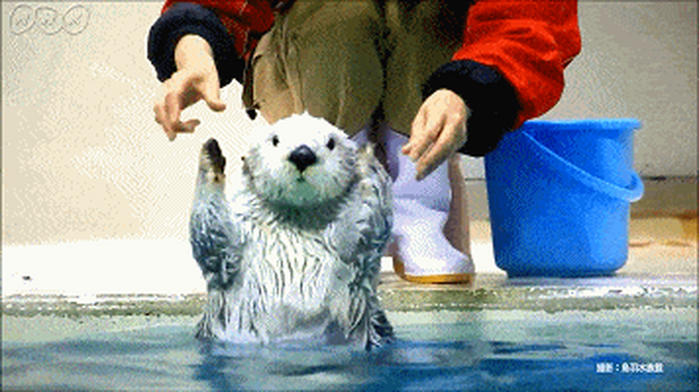 能拒绝!海獭揉脸脸!