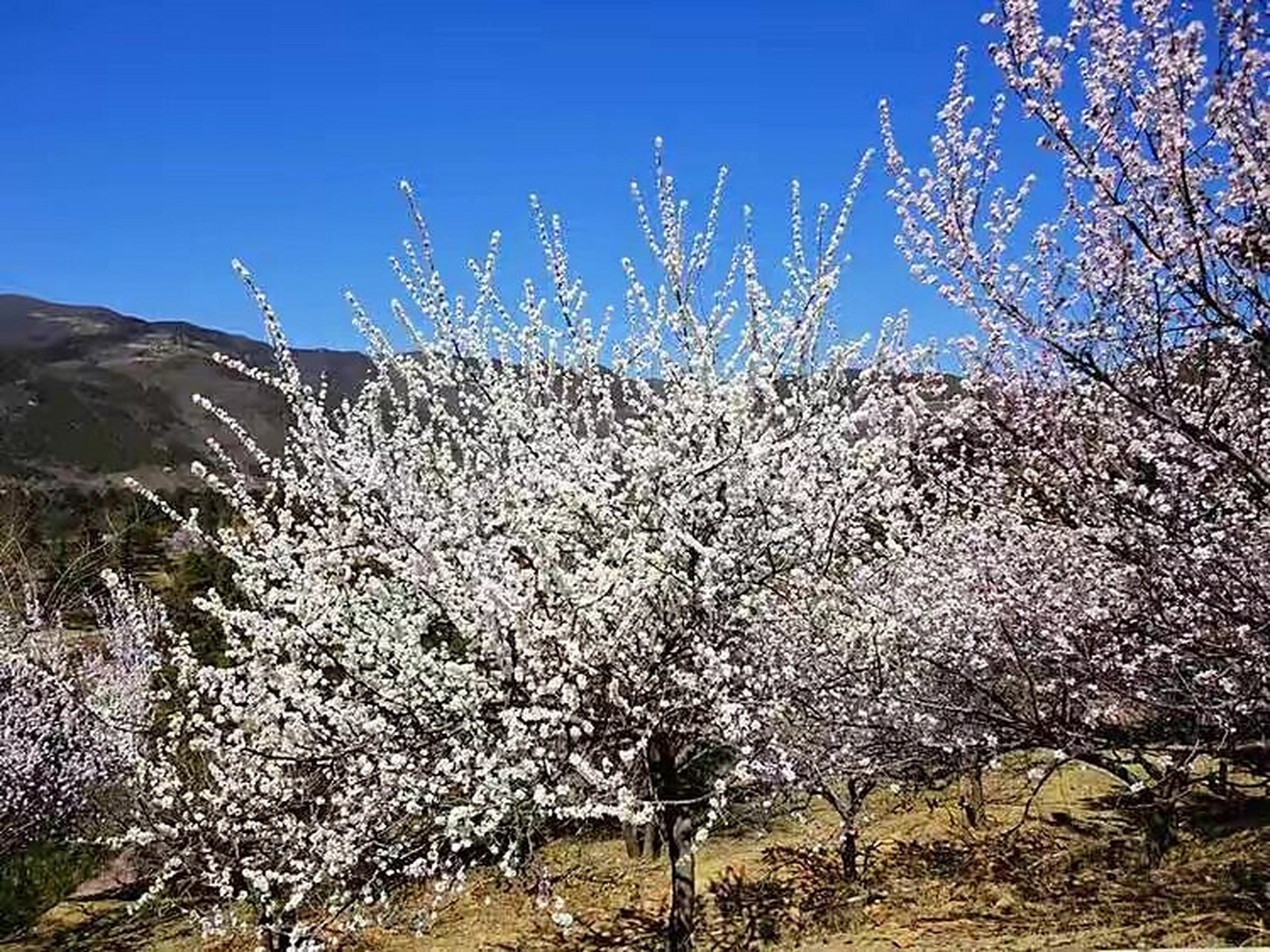 山毛桃开花图片图片