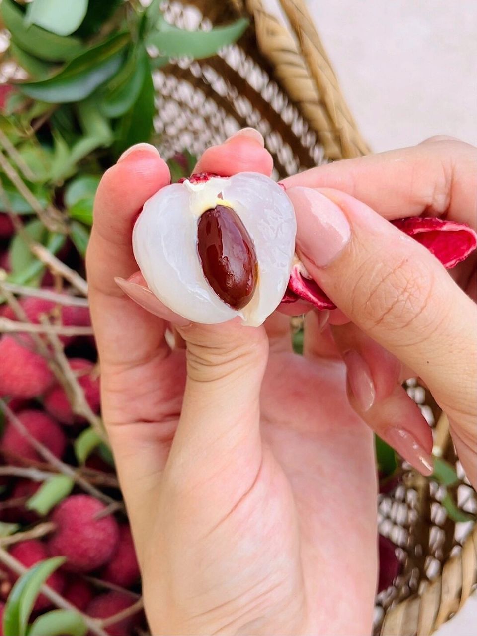 传说古时有尚书路过岭南,把乡亲送的荔枝抱入怀中,而得名"怀枝".