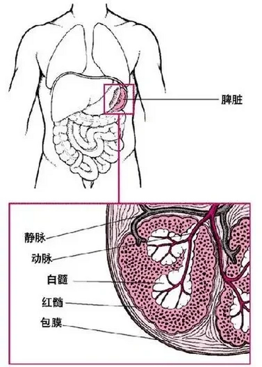 旁边器官图片