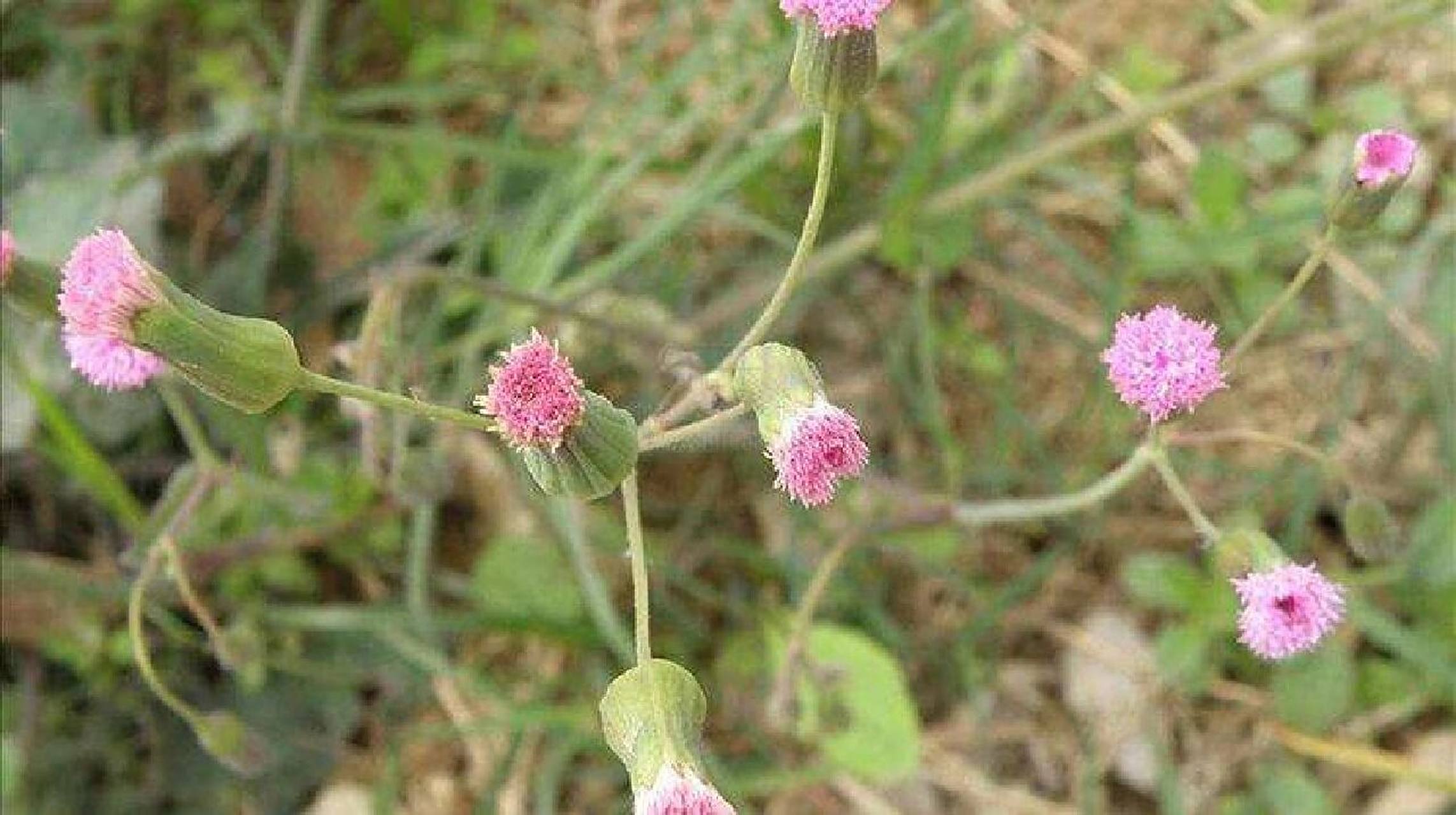 看图学中药(羊蹄草) 别名 67紫背草,紫背叶,红背果,乳汁草,假芥兰