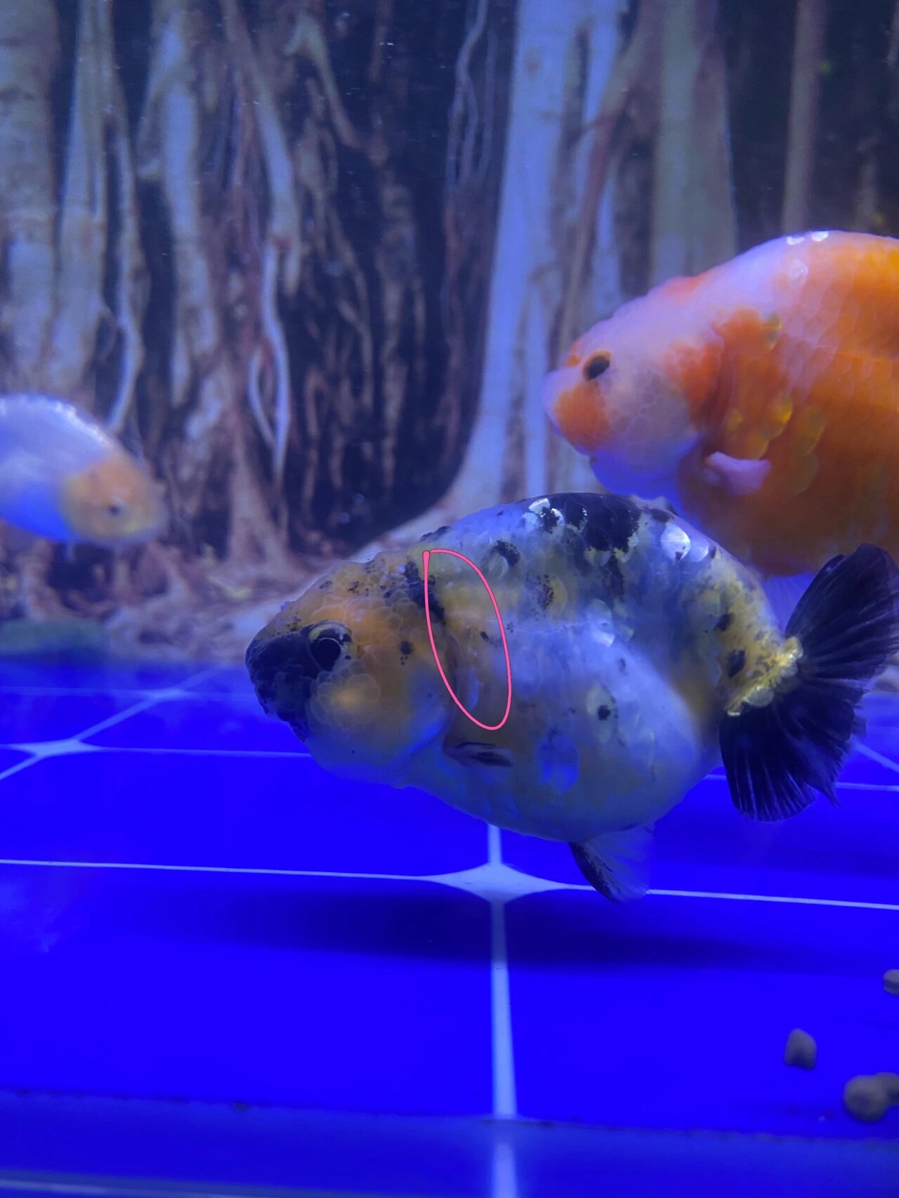 兰寿身上这白点是什么