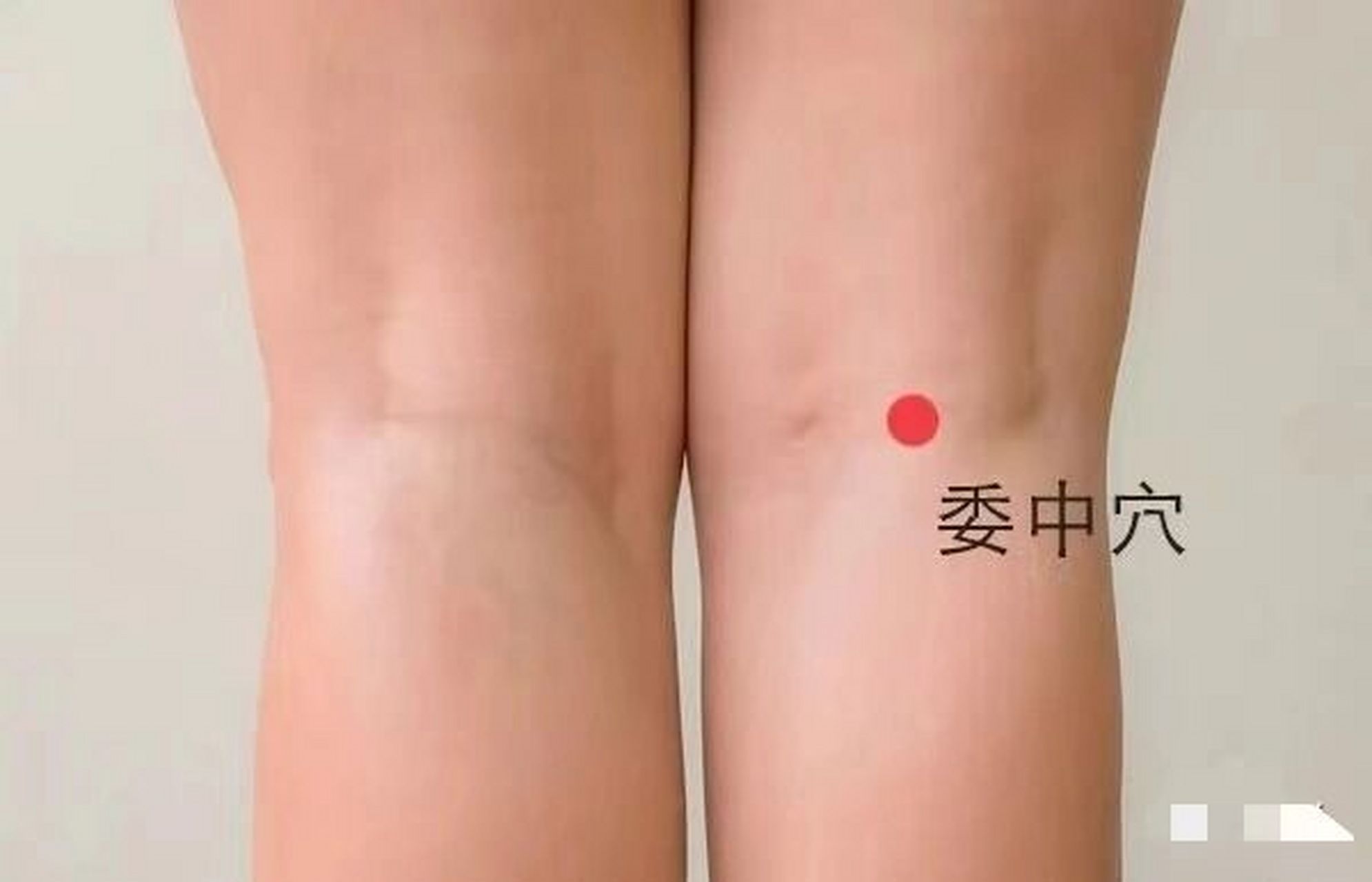 大渔中医每日一穴【委中穴】 委中,经穴名.出自《灵枢.本输》.