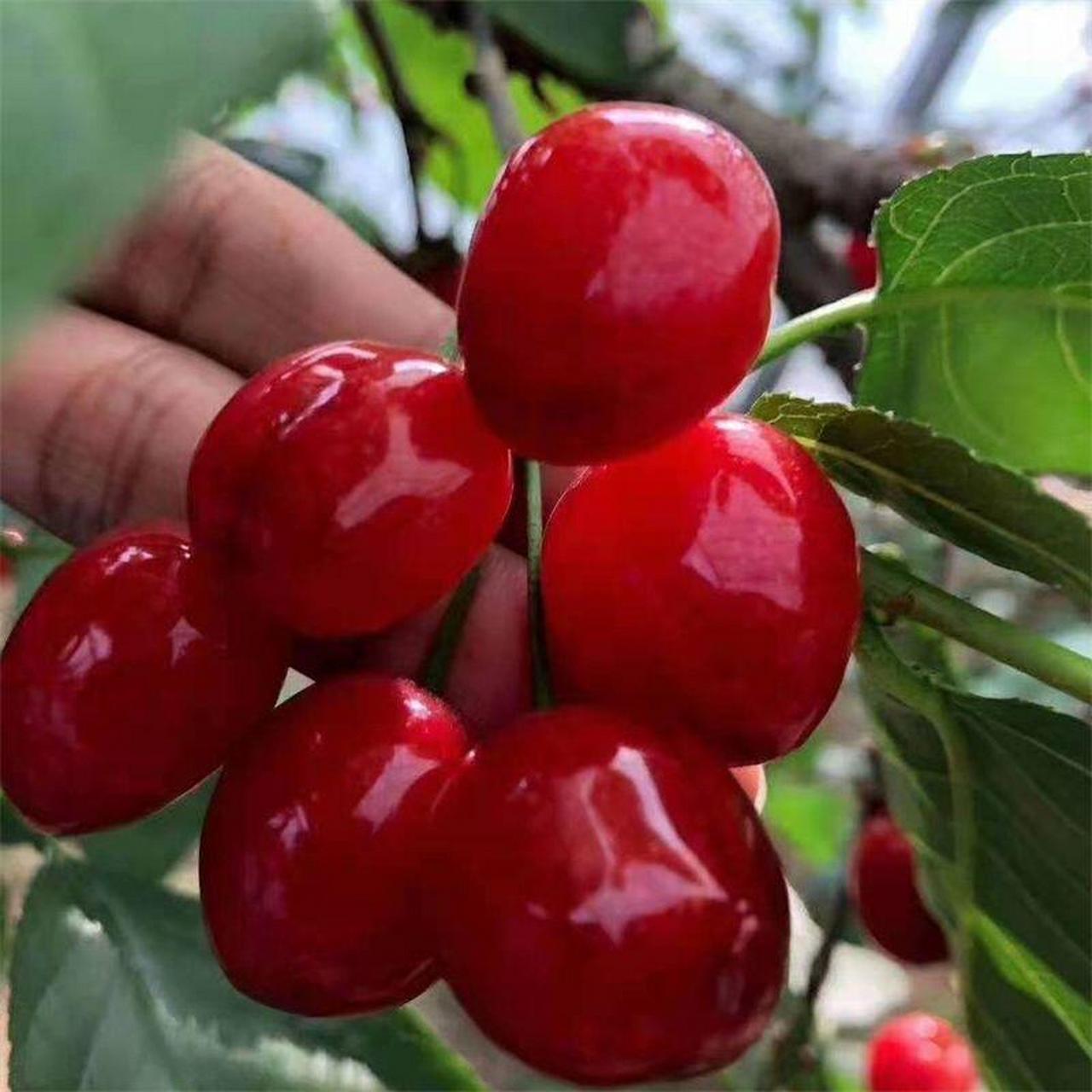 南方地区可以种植的车厘子品种黑珍珠樱桃苗 南方地区可以种植的