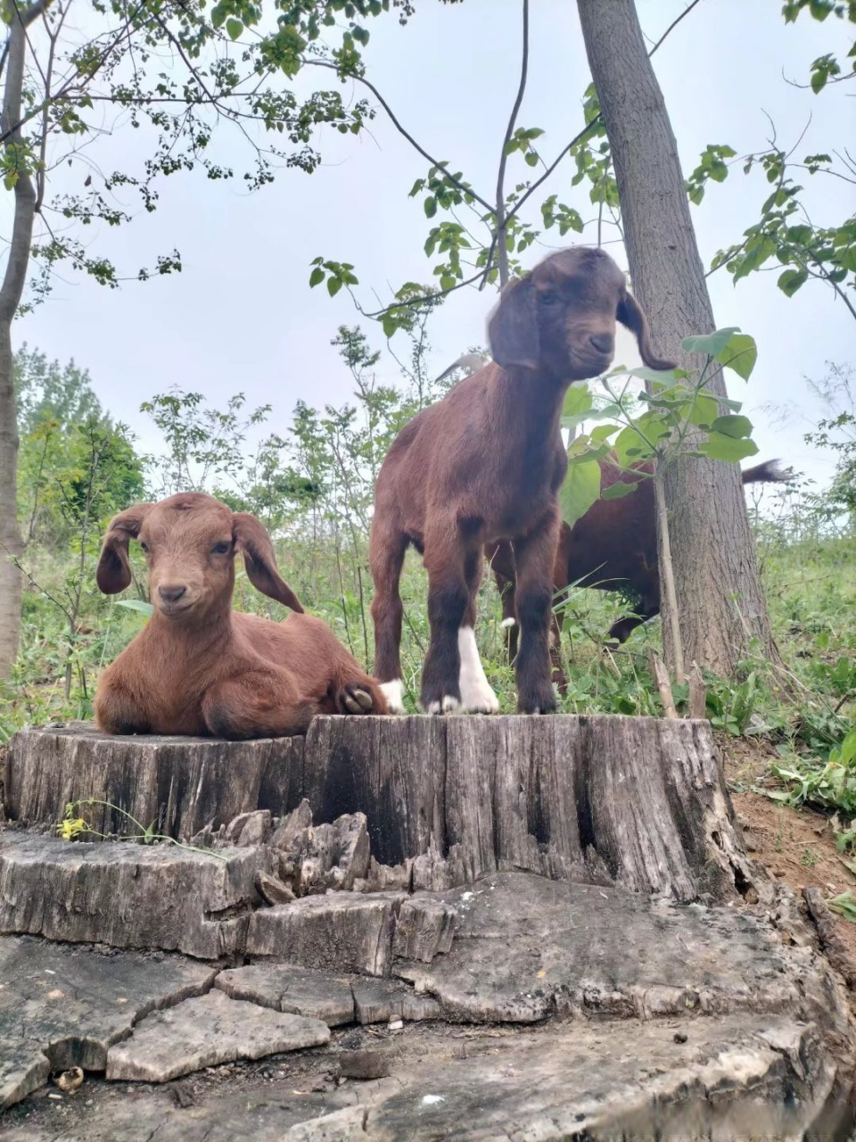 七绝 戏题羔羊 山下枯根卧紫羊,犹如雕塑立河旁.