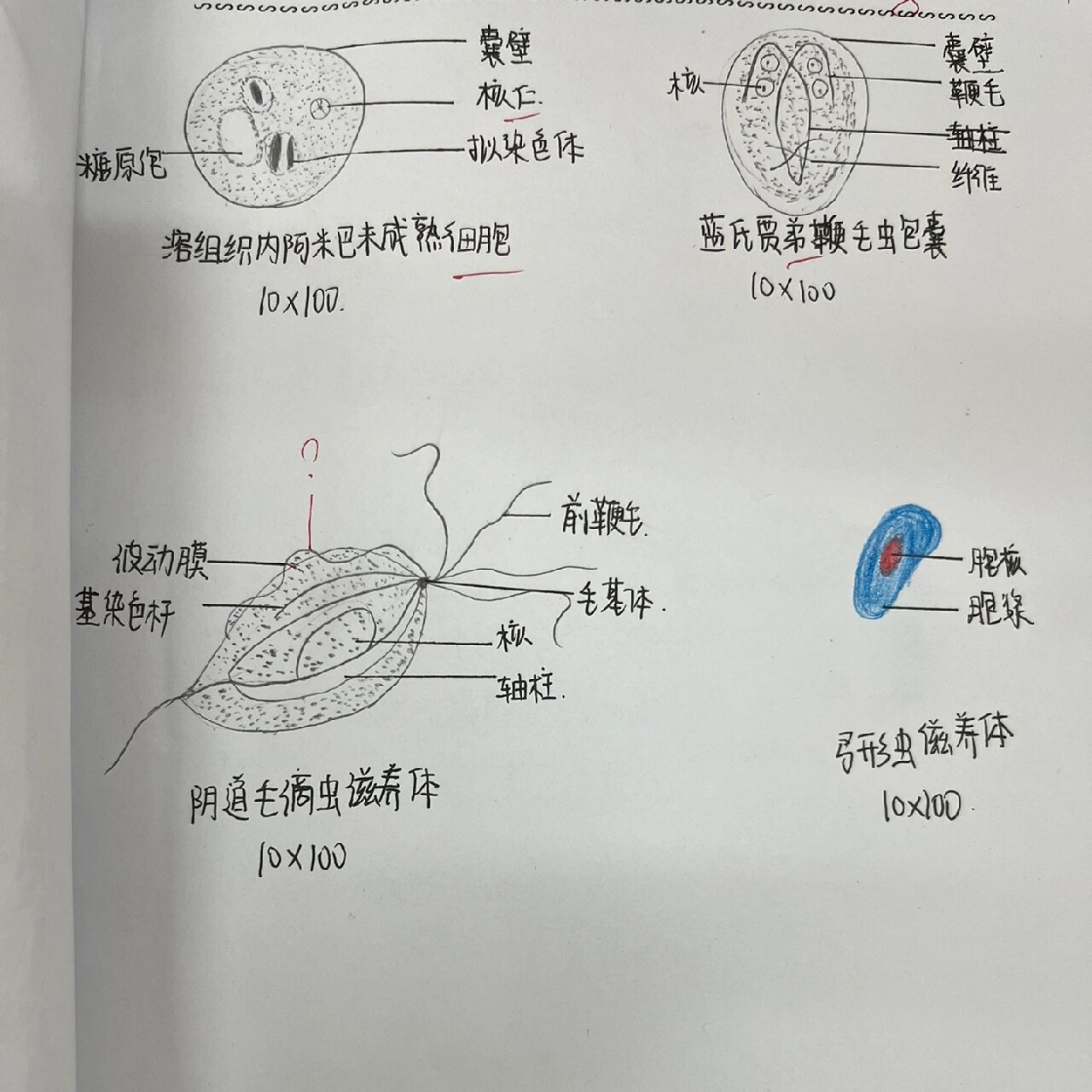 溶组织内阿米巴 蓝氏假第鞭毛虫 阴道毛滴虫滋养体 弓形虫滋养体