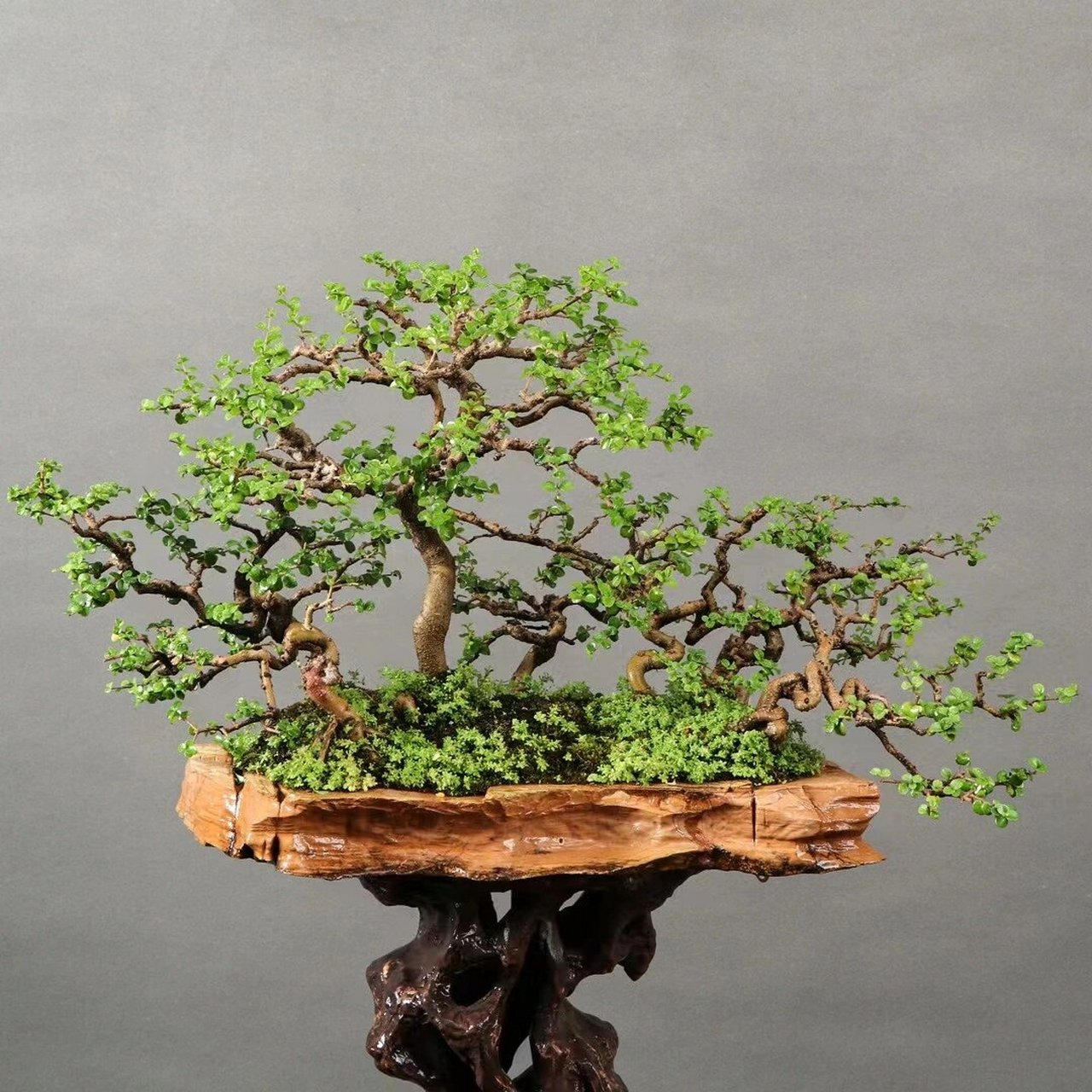 海南香兰 年功丛林香兰盆景,原石盆,高低错落有致,每个枝条一寸三弯