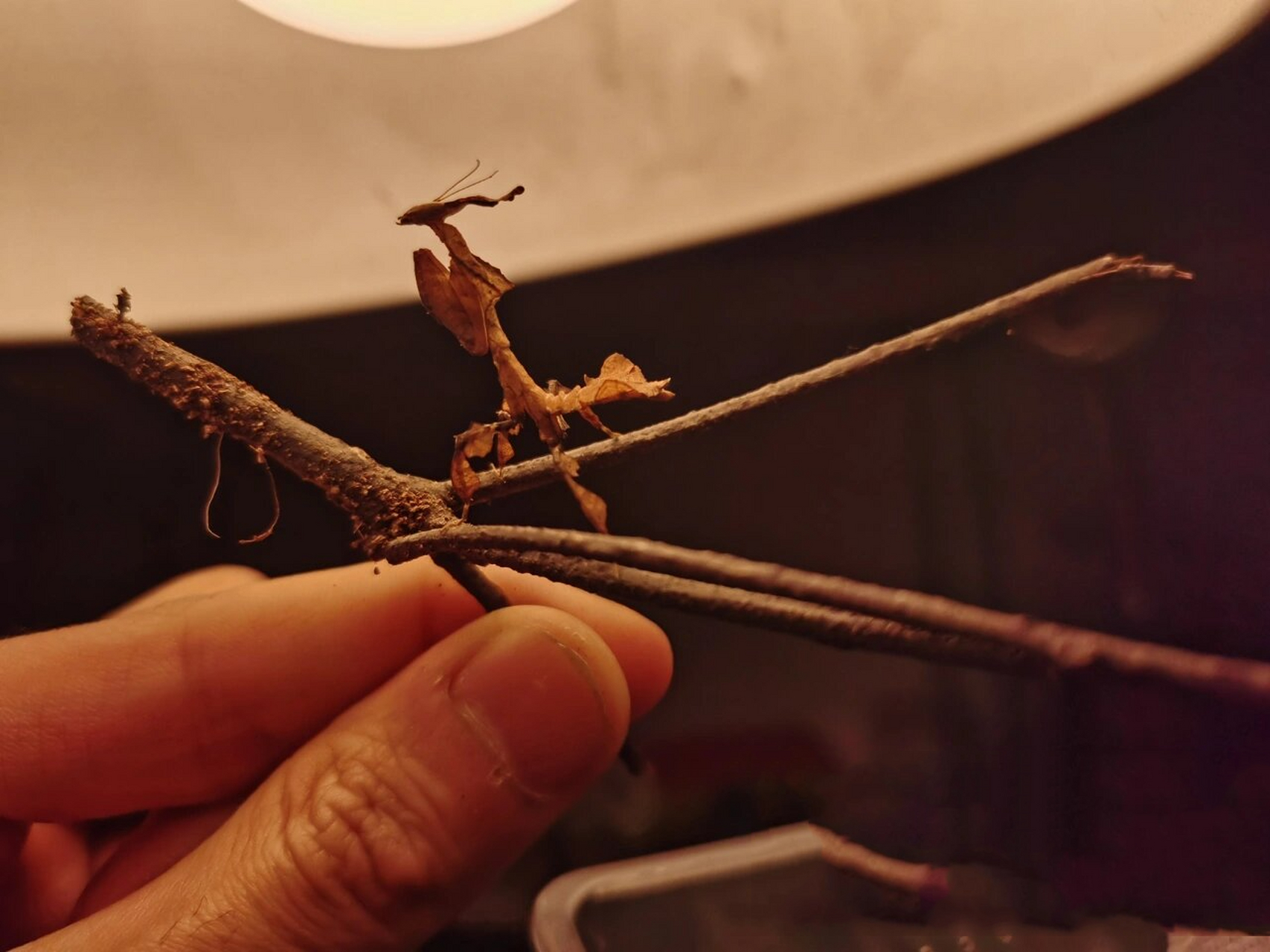 大多数幽灵螳螂的体色为枯黄色,枯褐色或是近似焦黑的颜色.