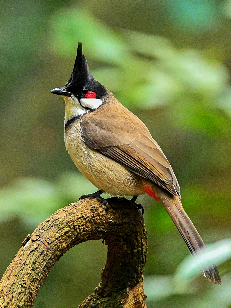逐野观鸟活动| 自带腮红的红耳鹎 红耳鹎这种鸟类其实是在南方比较