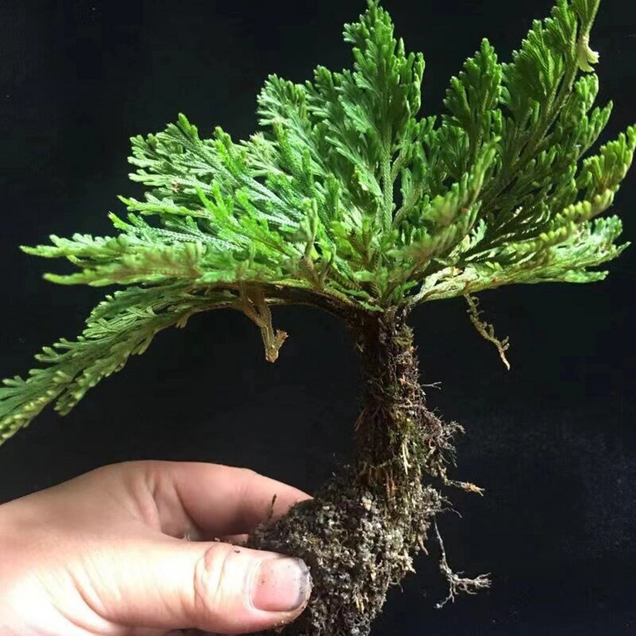 "卷柏"中草药功效功效与作用 活血祛瘀,通利经脉 卷柏又名回阳草,长生