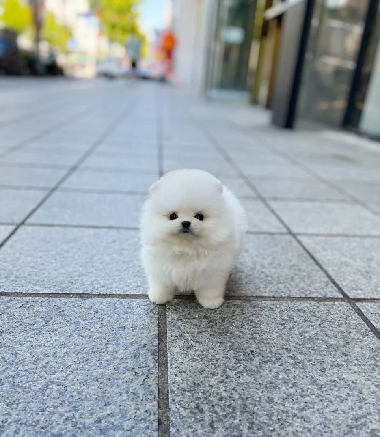 卖萌小能手博美犬 超级可爱 100一只