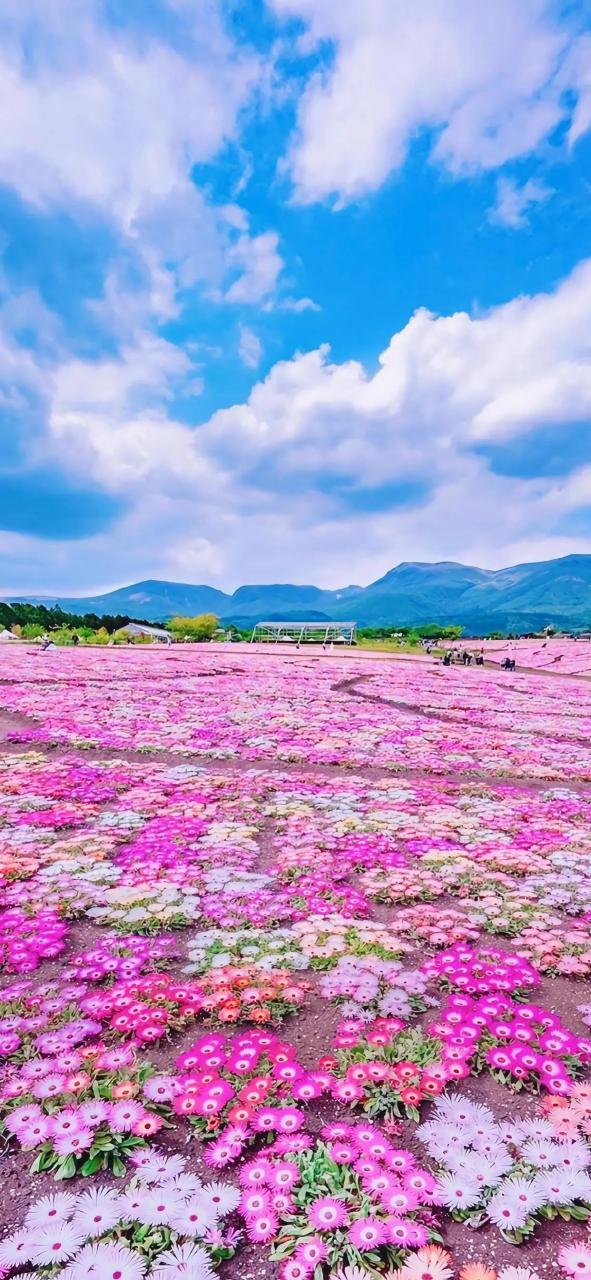 看着我心花怒放,眼花缭乱!
