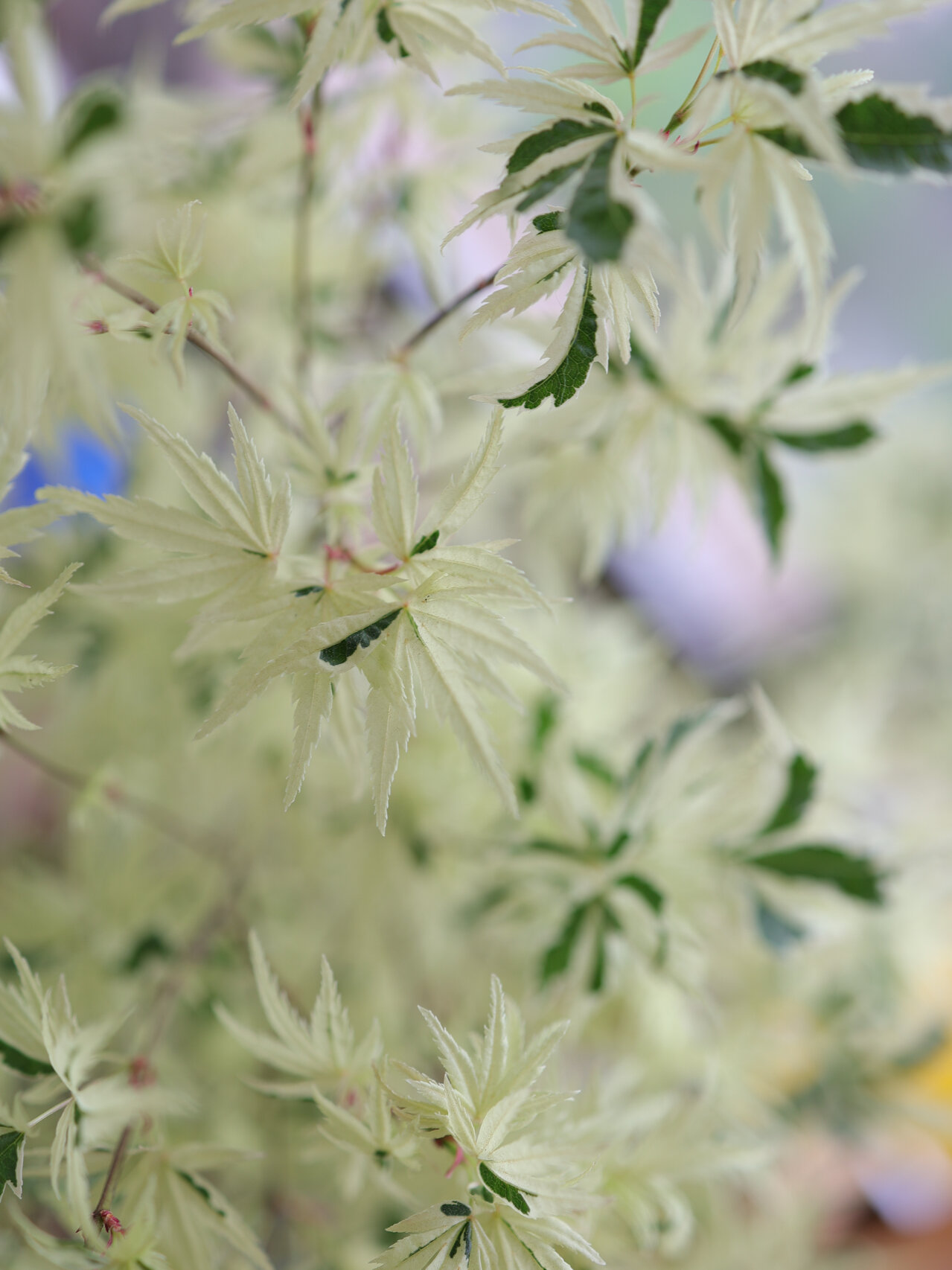 爱枫成疯93———美成一片白色"俄勒冈枫树