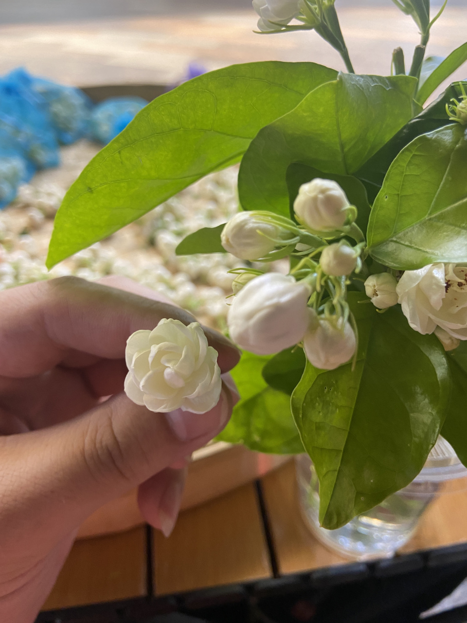 一斤45元07    	 长乐乡下老桩茉莉花,花苞饱满,多花瓣,茉莉香浓郁