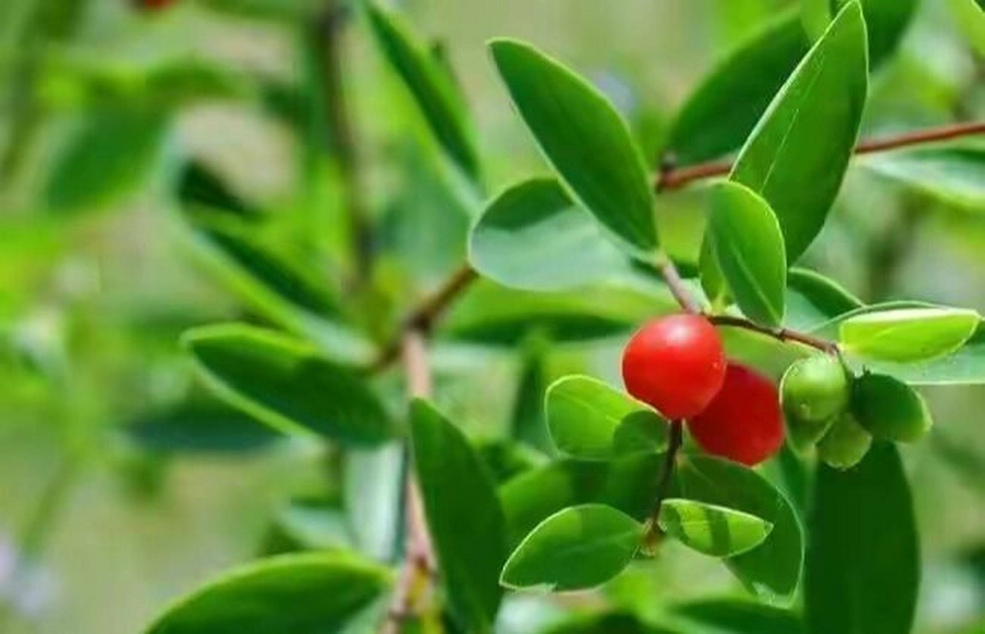 图一:了哥王  古代有一位皇帝给它取名"紫金鞭",是一种特别重要的中