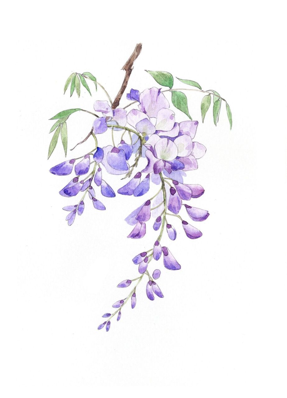 水彩花卉-紫藤(附过程) 紫藤马上要开了吧