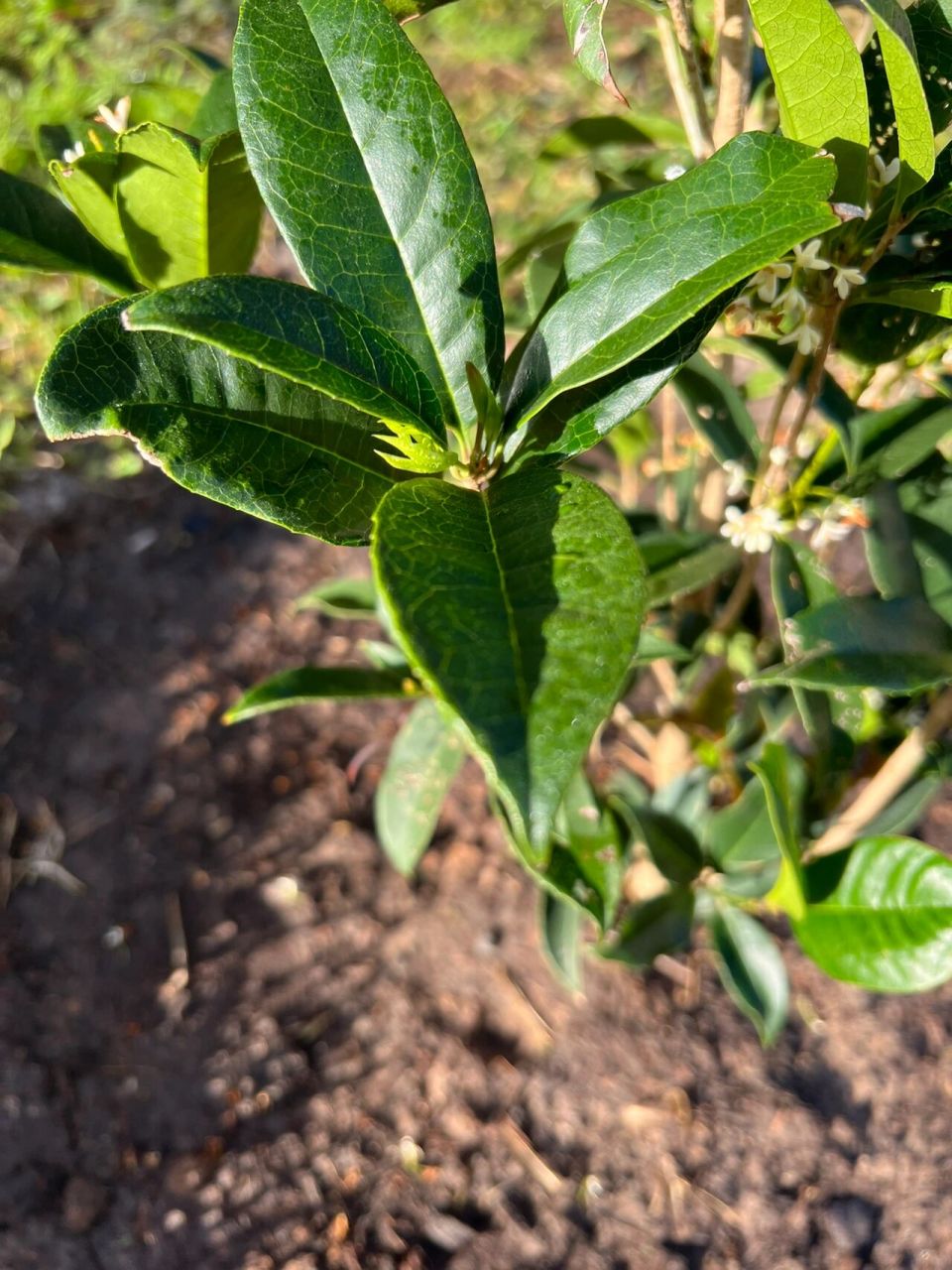 新种的桂花小树苗慢慢发芽啦 costco网上买了俩颗桂花树,上周终于地栽