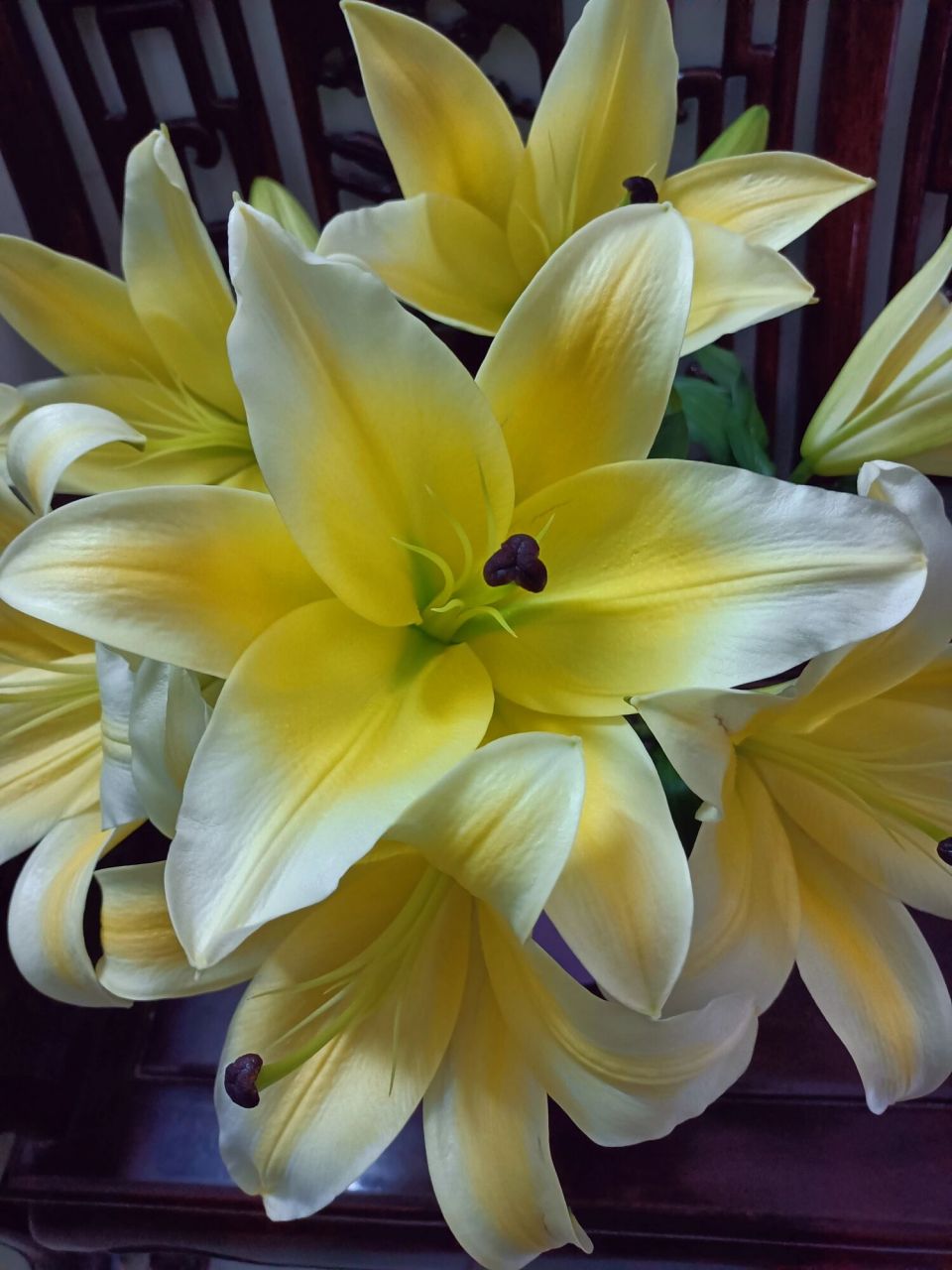 木门百合 一款与黄天霸同样但不同香的百合78159695 有淡淡的