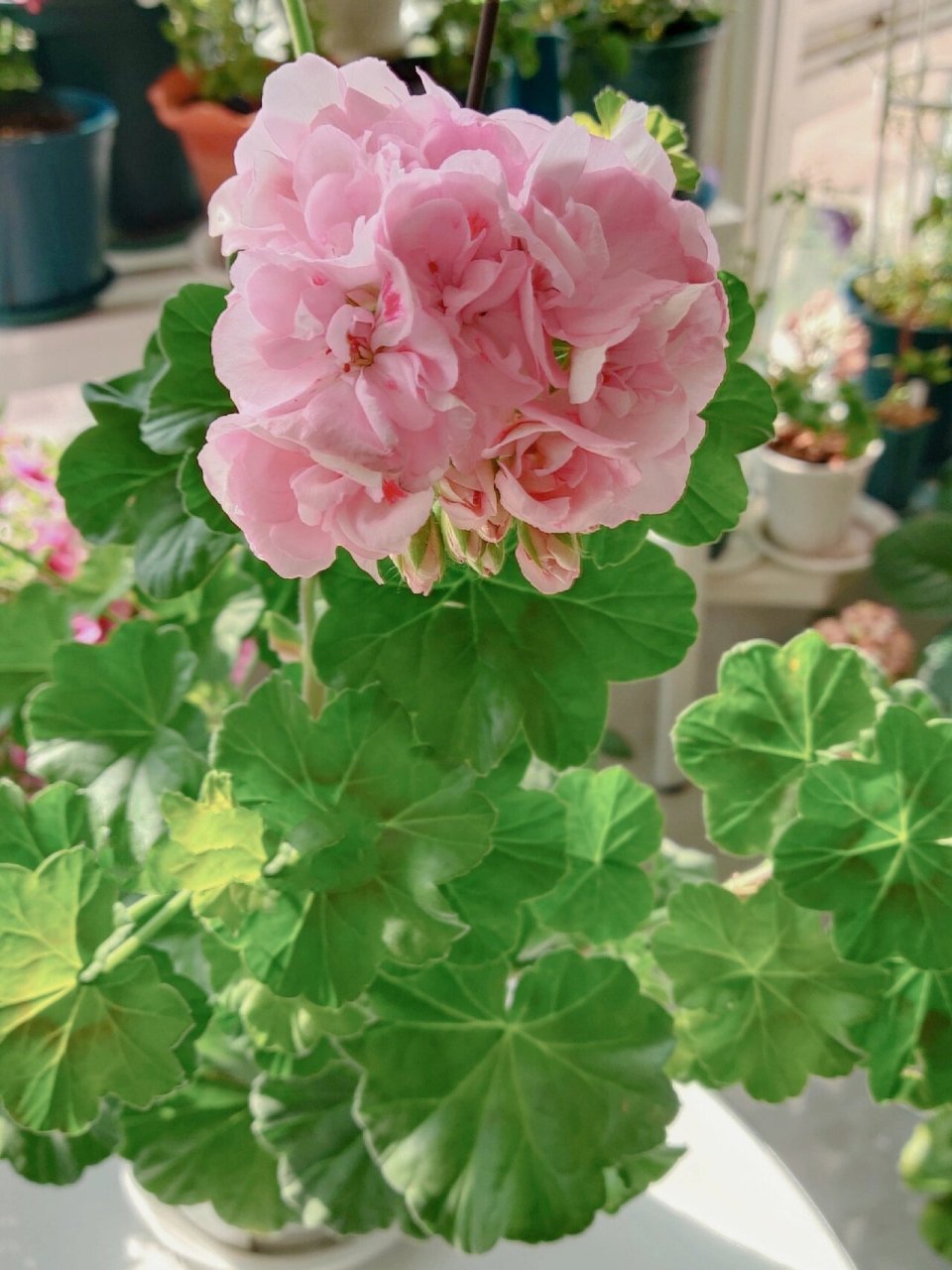 港姐天竺葵 终于知道这个名字为什么叫港姐了,长得漂亮,高挑,颜值高