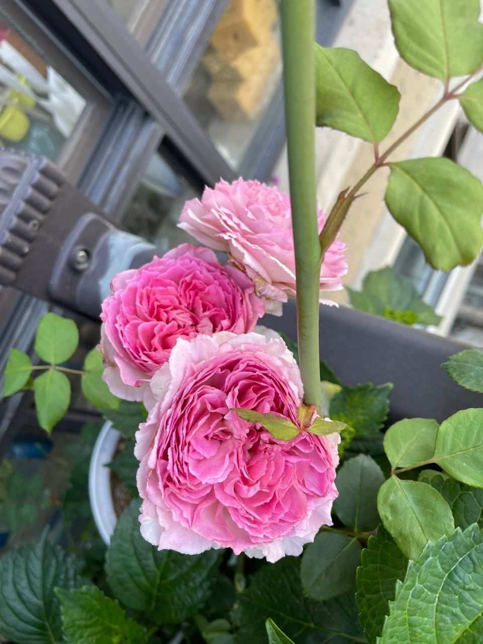 香到爆!的藤本月季 国产月季的骄傲!罗衣的香味,花色,花型都非常不错!