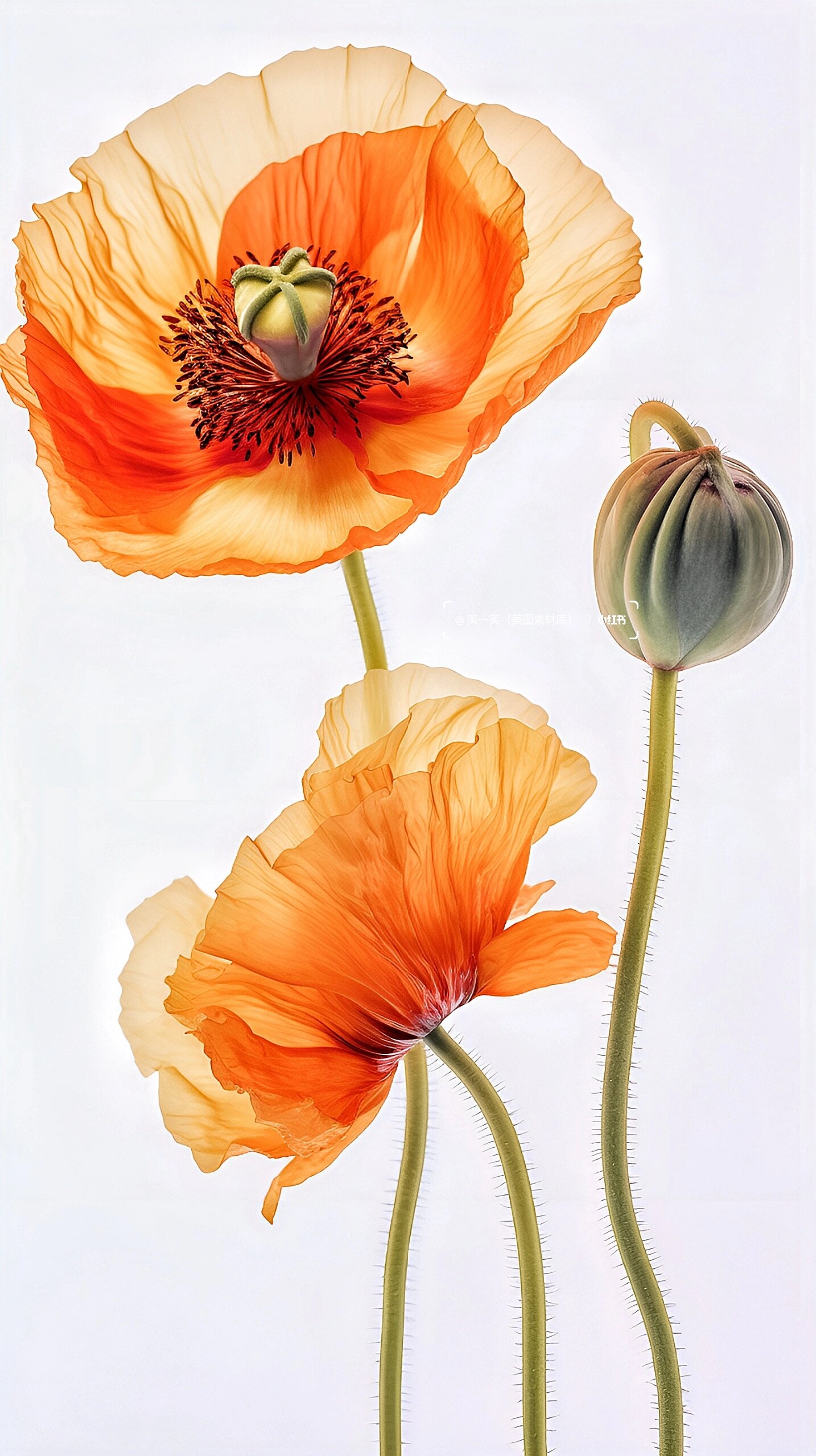 赏花千朵//佛兰德斯红罂粟