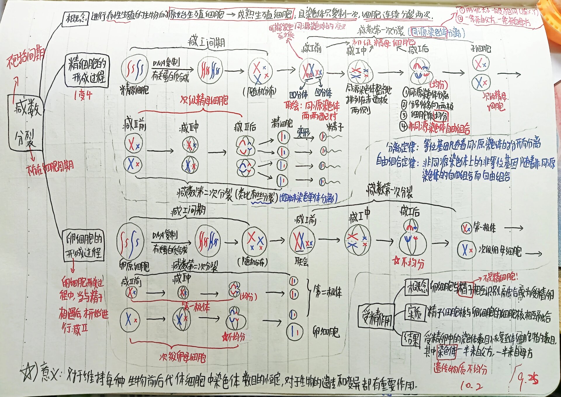 精细胞减数过程图手绘图片