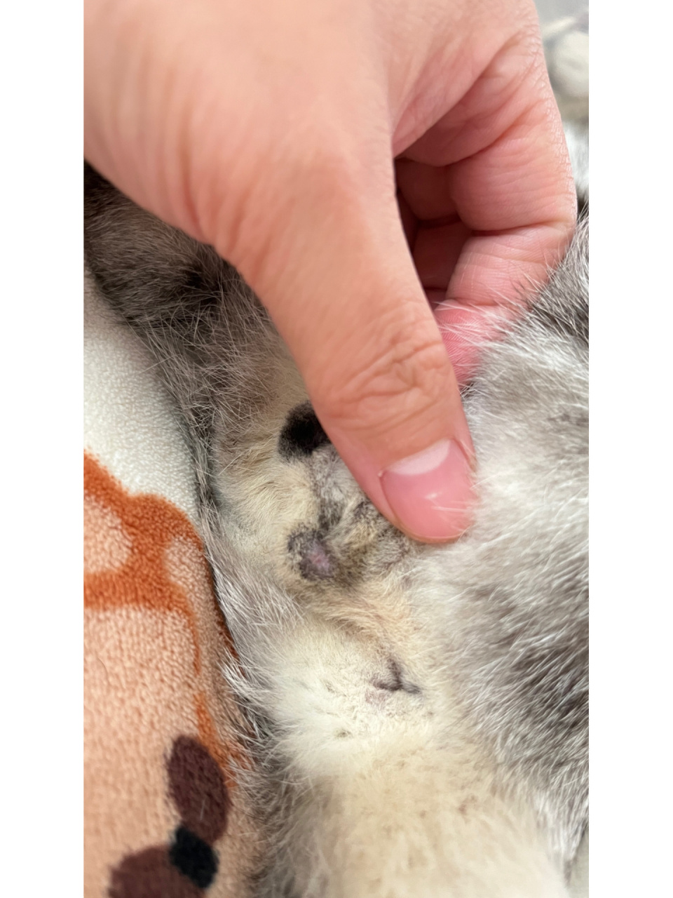 关于公猫绝育伤口结痂 写出来给有相同问题的姐妹们看吧公猫绝育美短