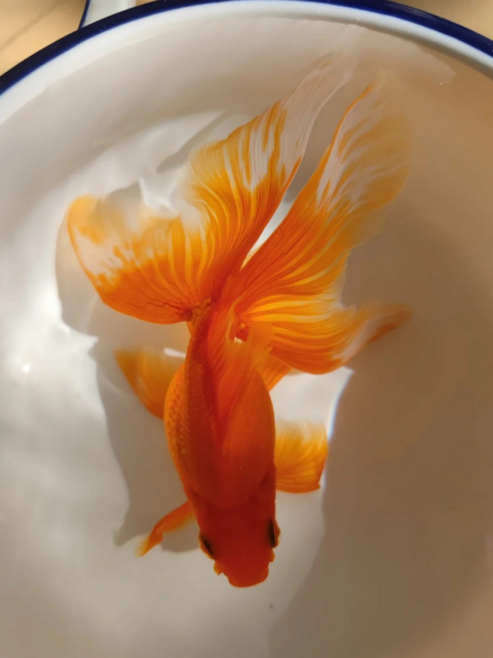 小金鱼的种类繁多,形态各异,有的红白相间,有的五彩斑斓,是许多人喜爱