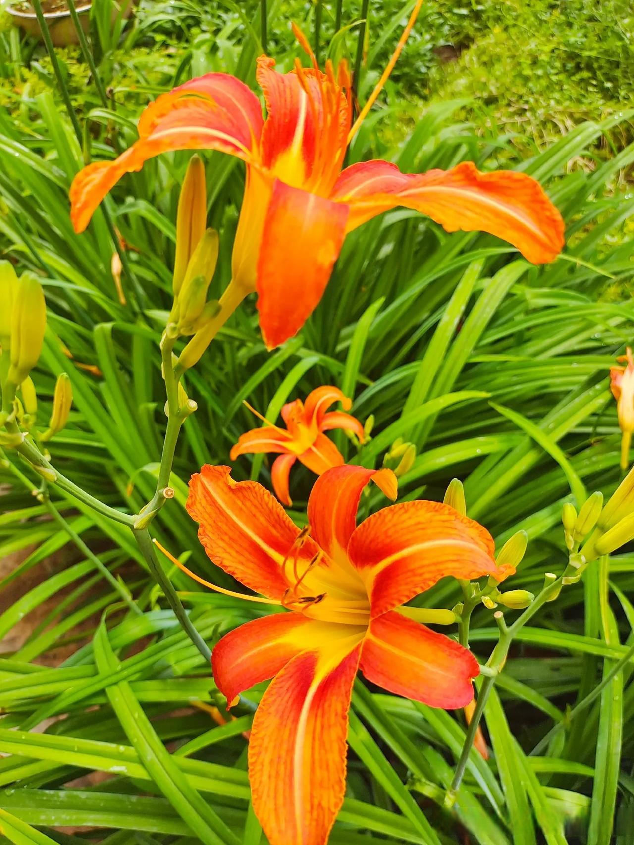 萱草,俗称黄花菜,是一种多年生的草本花卉,苏东坡的诗句:"萱草虽微花