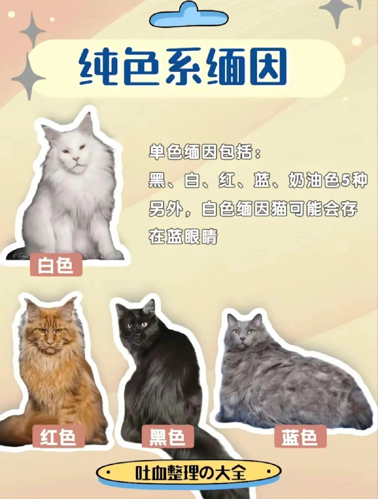 缅因猫花色分类图图片