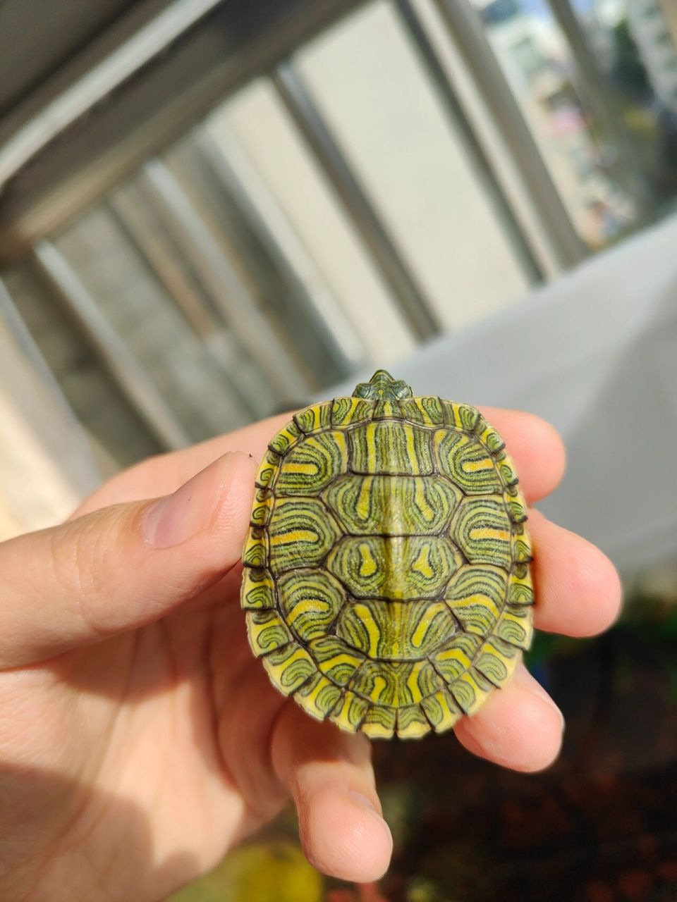 不一样的巴西龟——格兰德彩龟