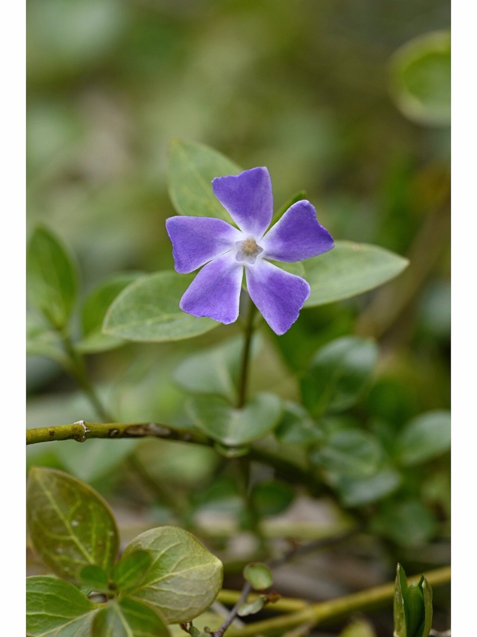 蔓长春花结构图片