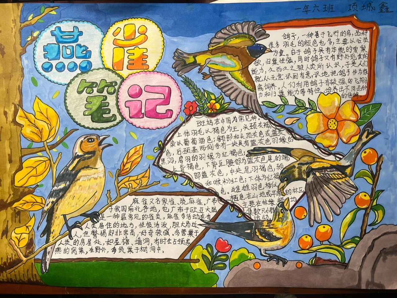 一年级关于鸟类的手抄报