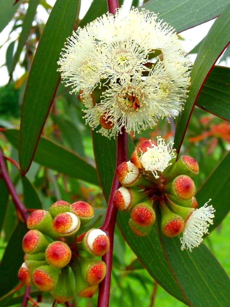 天然感冒药——桉树(尤加利)感冒必备7815 91桉树 eucalyptus