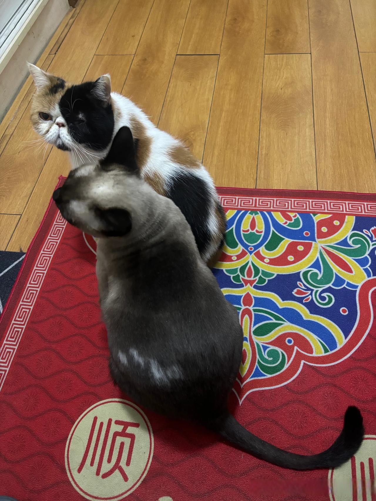今天它俩可能心情好在门口送我上班哈哈好乖的猫 我家的憨憨小猫